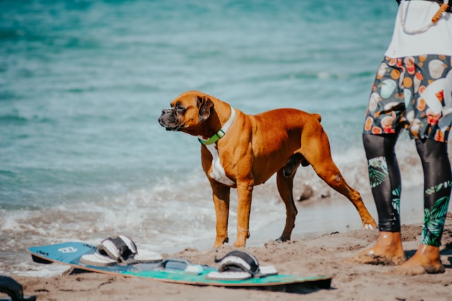 Vacances d’été avec un animal de compagnie : quelles destinations choisir ?